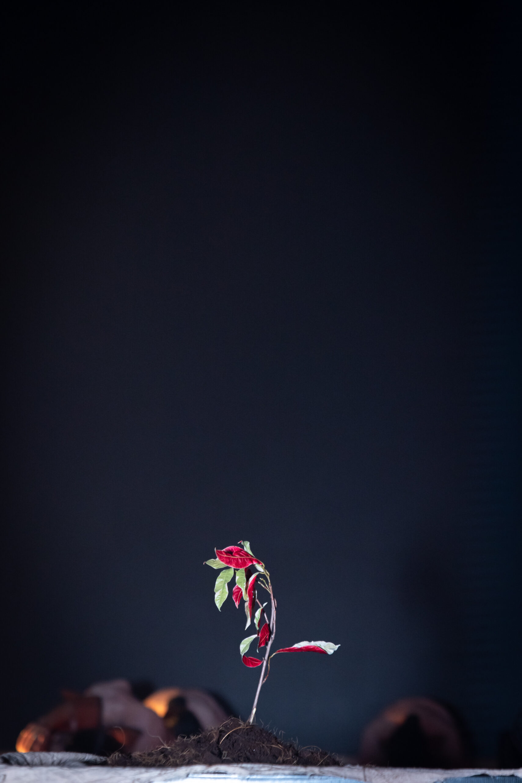 2025年-815公祭活动记录